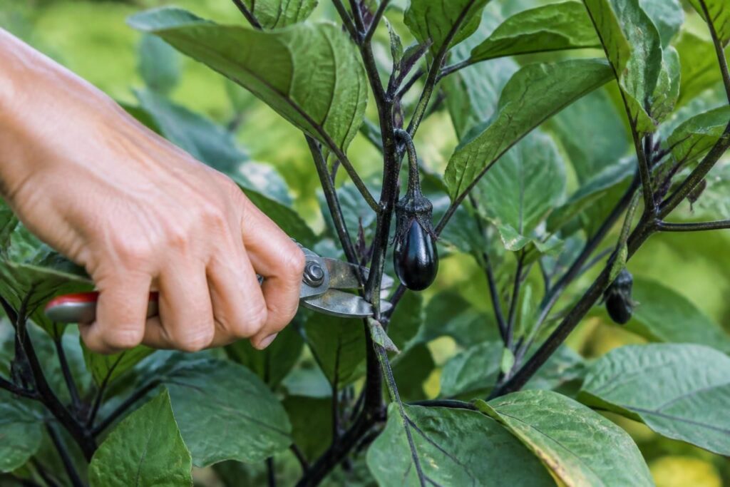 Auberginen tragen nur kleine Früchte: Mit dieser Pflegemaßnahme steckt die Pflanze mehr Kraft in die Ernte