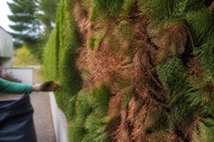 Braune Nadeln an der Thuja: Wann Trockenheit schuld ist und wann ein Schädling dahintersteckt