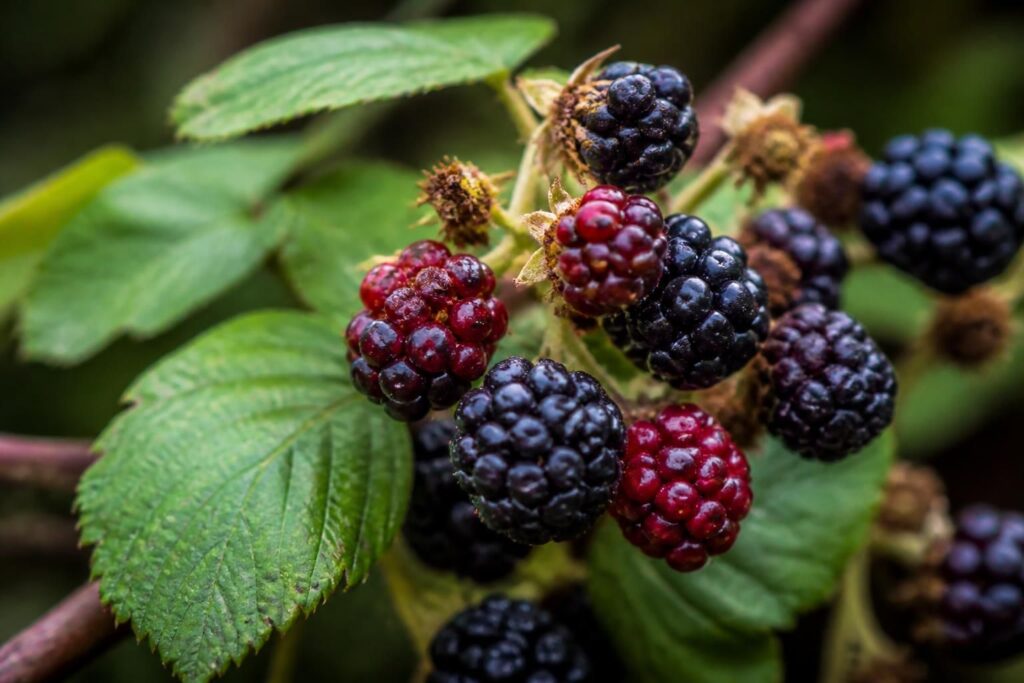 Brombeeren färben sich ungleichmäßig: Wann die Brombeermilbe hinter den roten Stellen steckt