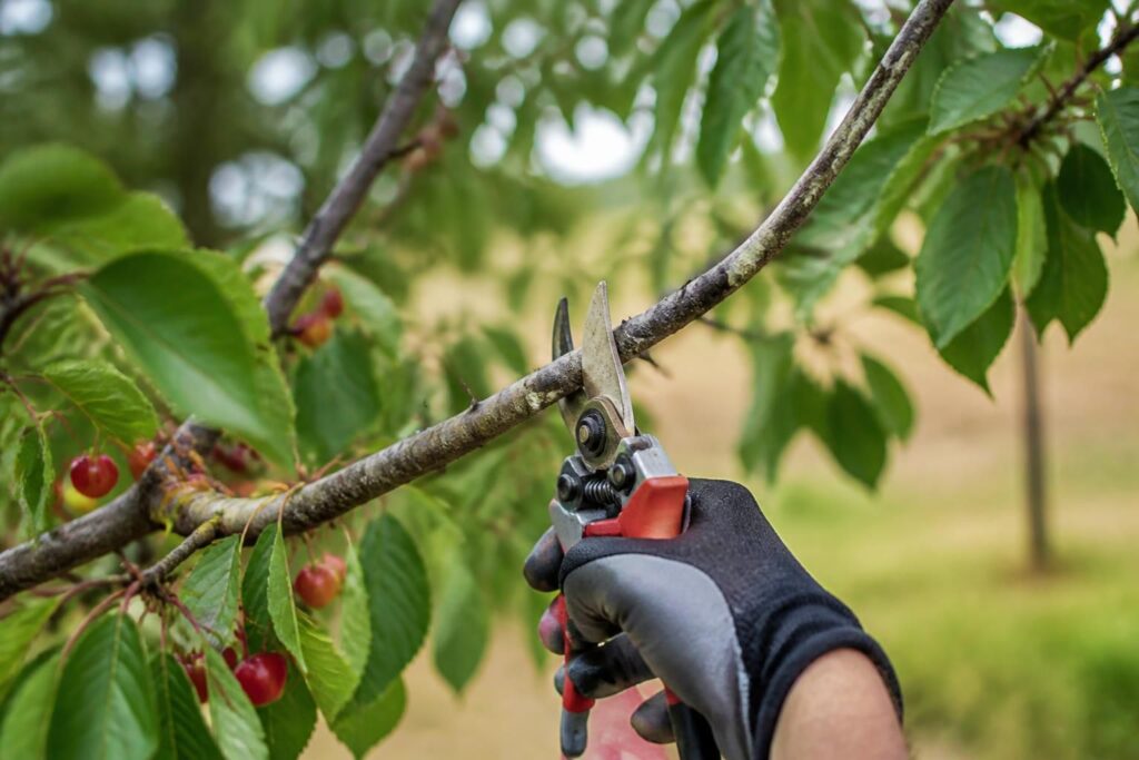Kirschbaum nach der Ernte schneiden: Welche Äste im Juli entfernt werden, damit er gesund bleibt