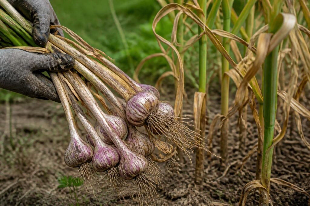 Knoblauch richtig ernten: Dieses Zeichen zeigt, dass die Knollen jetzt aus der Erde müssen