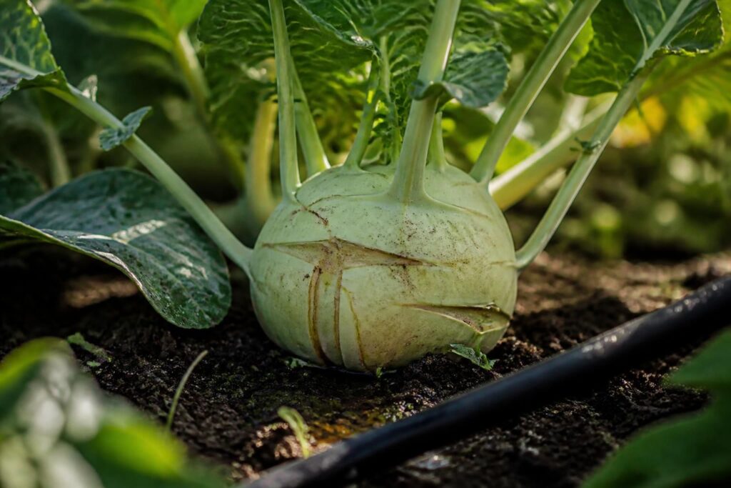 Kohlrabi platzt kurz vor der Ernte: Mit dieser einfachen Gießregel bleiben die Knollen zart