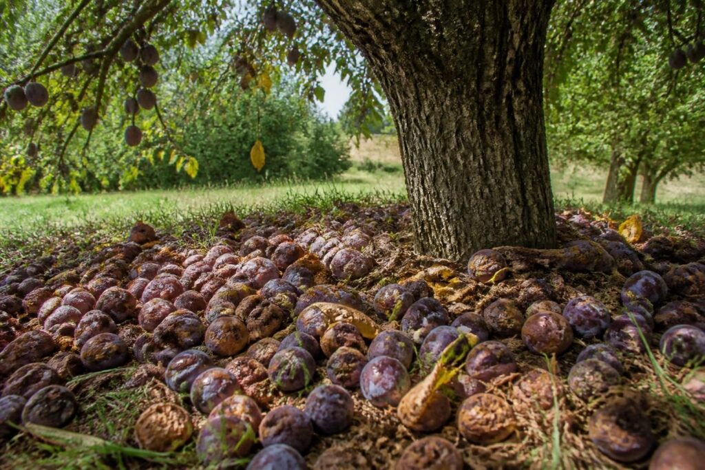 Pflaumenbaum voller faulender Früchte: Warum Fallobst jetzt täglich entfernt werden sollte