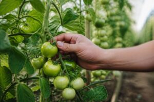 Tomaten bleiben trotz Sonne grün: Mit diesem Handgriff reifen die Früchte gleichmäßiger