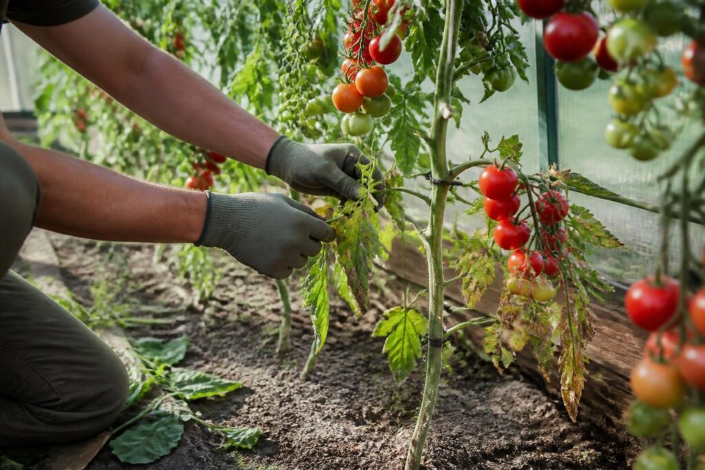 Tomaten nach unten hin entblättern: Wie viele Blätter Sie entfernen dürfen, ohne die Früchte zu gefährden