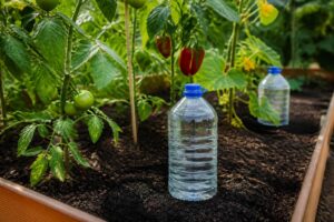 Tomaten, Paprika und Gurken im Urlaub versorgen: Diese günstige Bewässerung funktioniert mehrere Tage