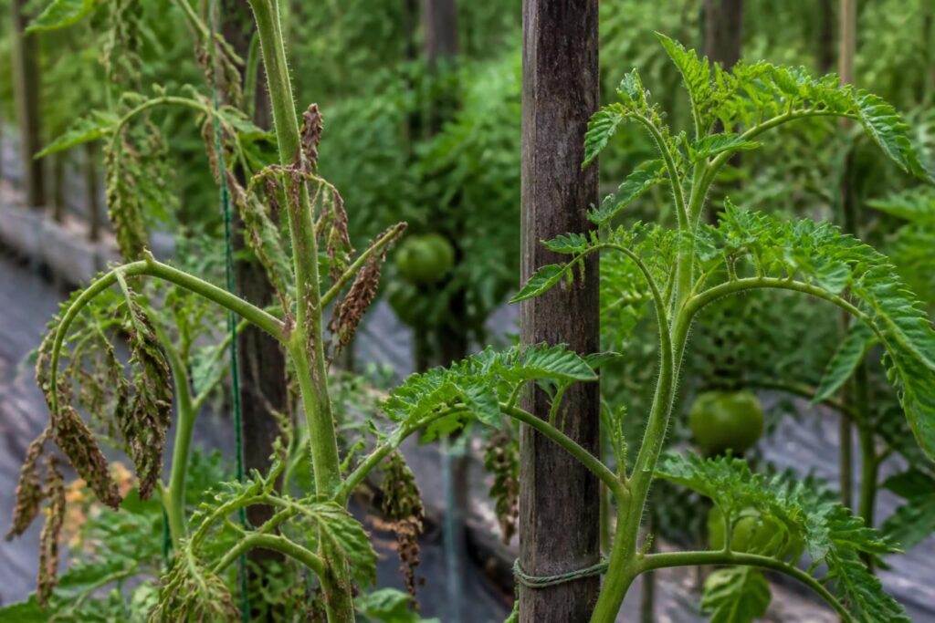 Tomatenpflanzen nach Hagel retten: Welche beschädigten Triebe entfernt werden und welche sich erholen