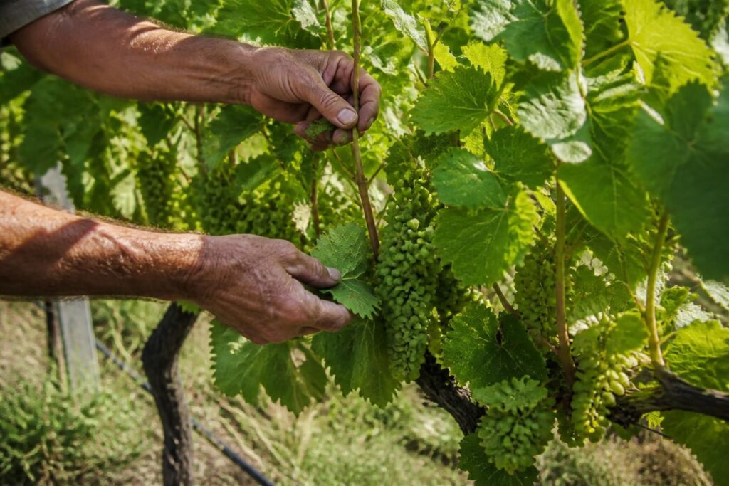 Weinreben im Juli auslichten: Diese Blätter dürfen weg, damit die Trauben mehr Sonne bekommen